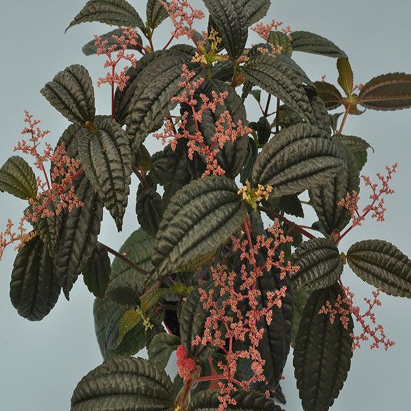 4. Пилея Grandifllora р7 4. Пилея Grandifllora р7