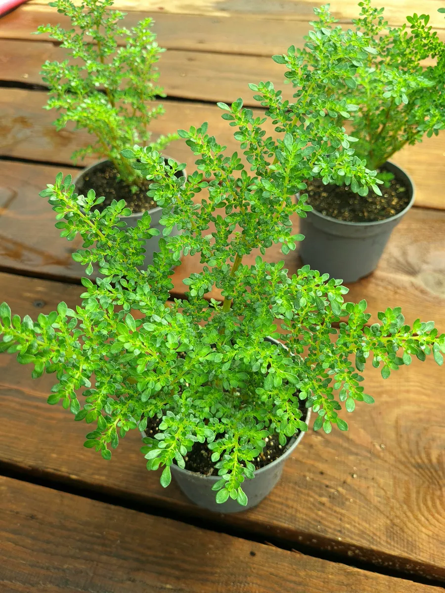 5. Пилея Мелколистная Microphilla р7