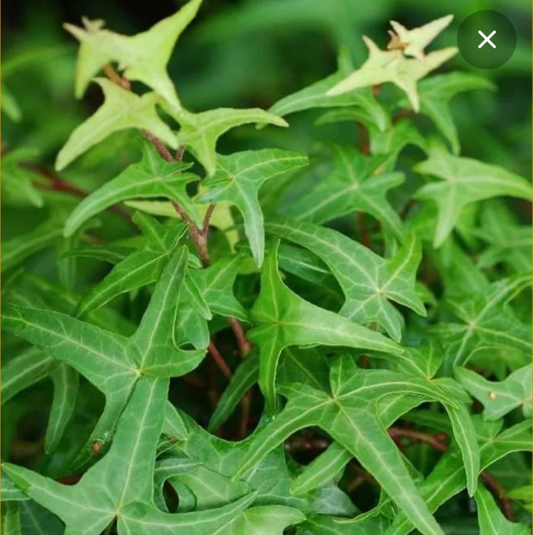 6. Хедера Helix Sagittifolia р7