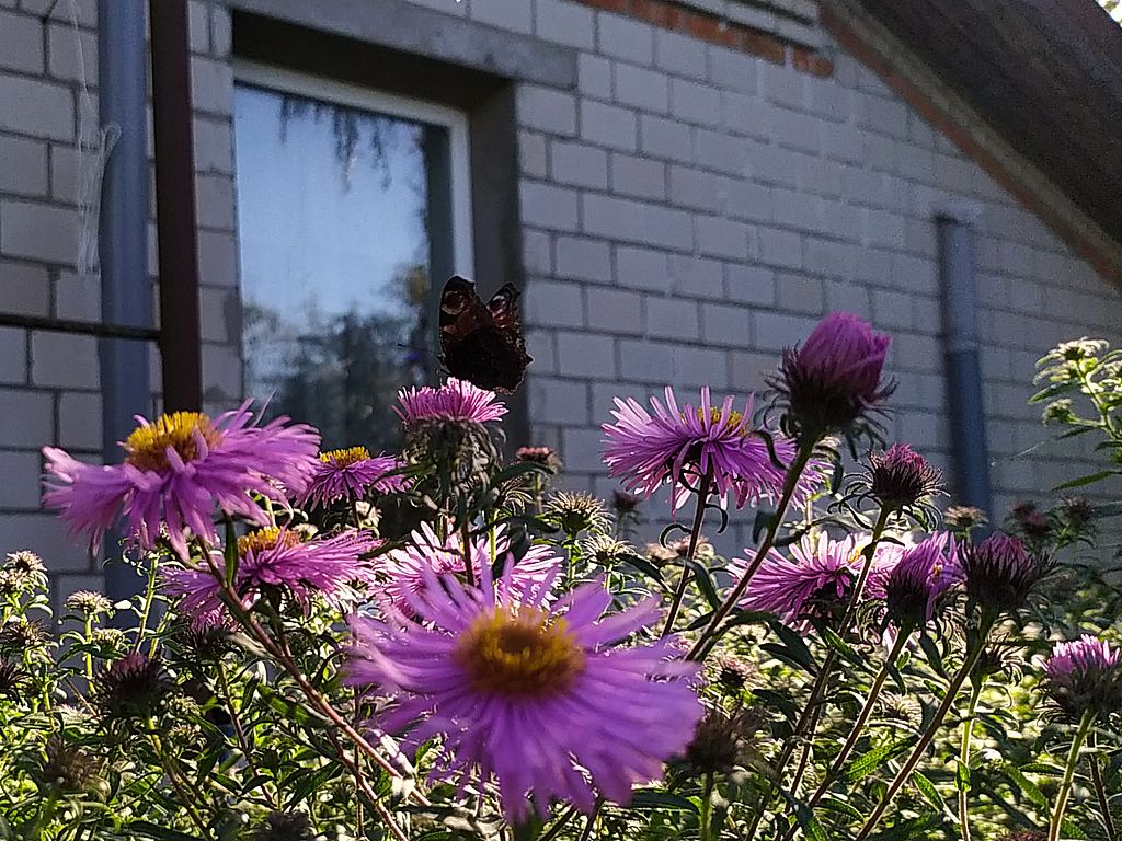 IMG_20260909_162430.jpg