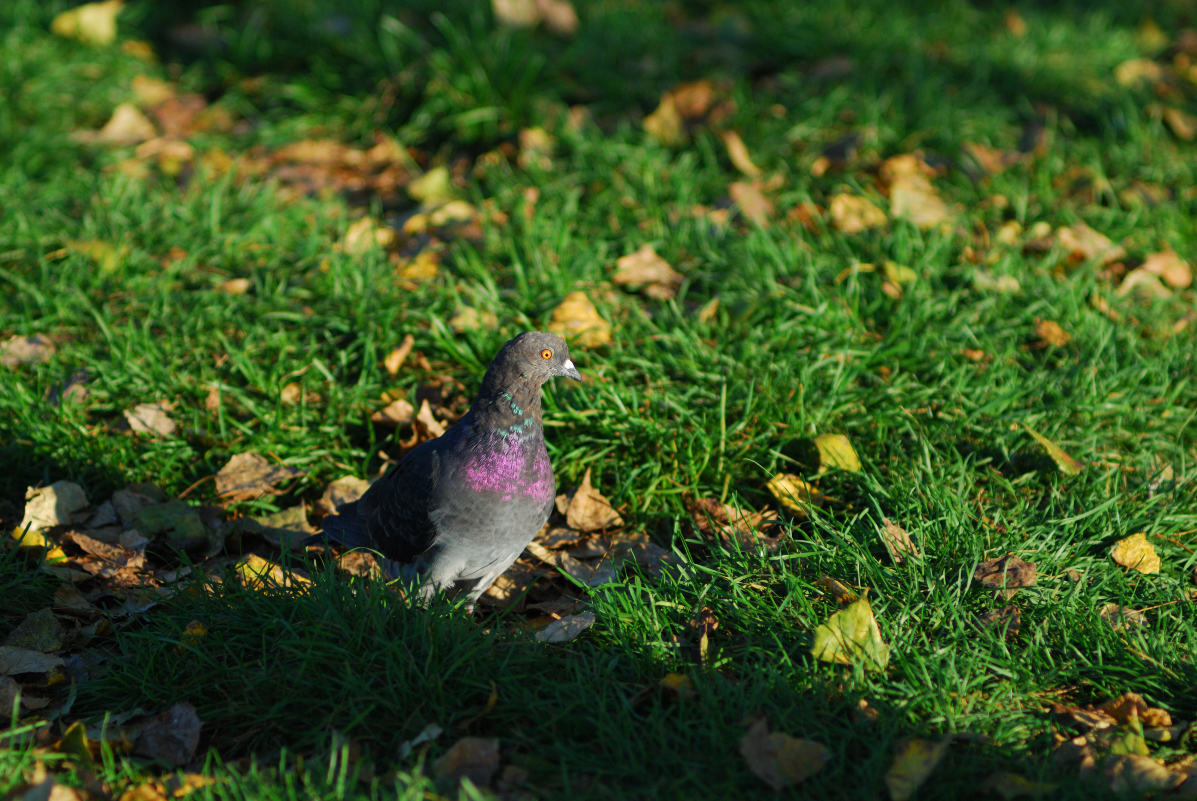 DSC_3026.JPG