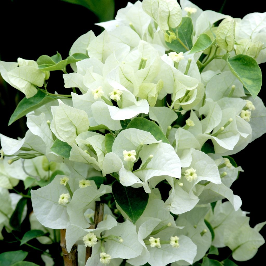 9. Бугенвиллия Jamaica White р7
