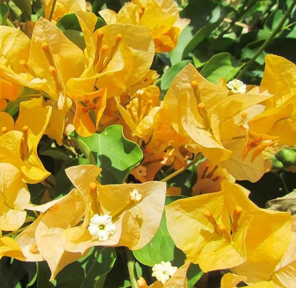 3. Бугенвиллия California Gold р7